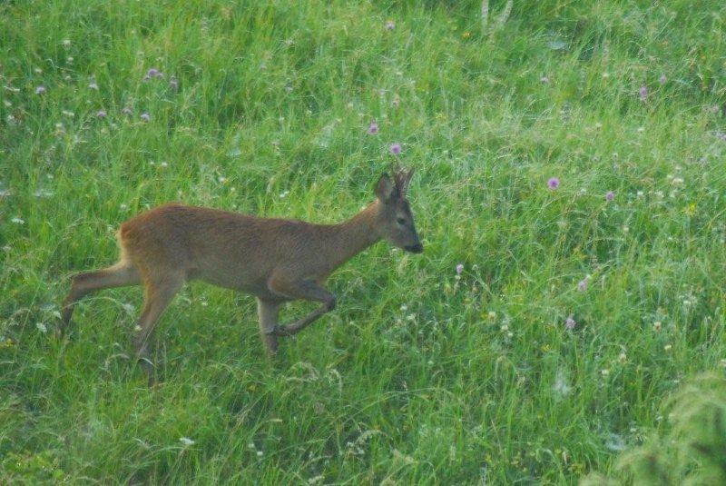 Il Capriolo