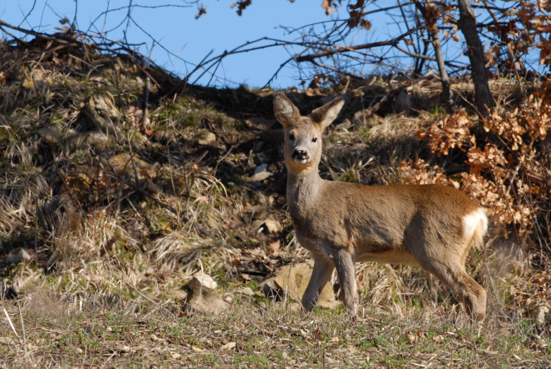 Il Capriolo