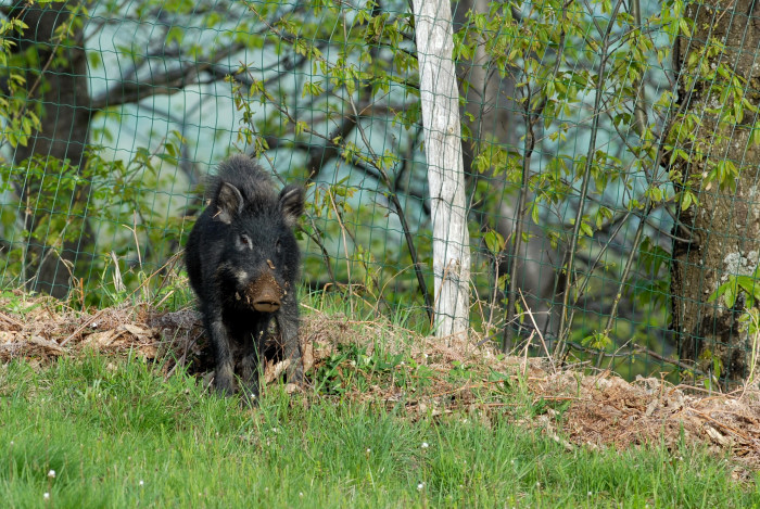 IL CINGHIALE