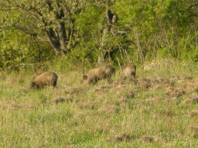 segni presenza del cinghiale