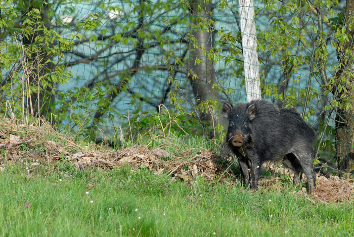 IL CINGHIALE