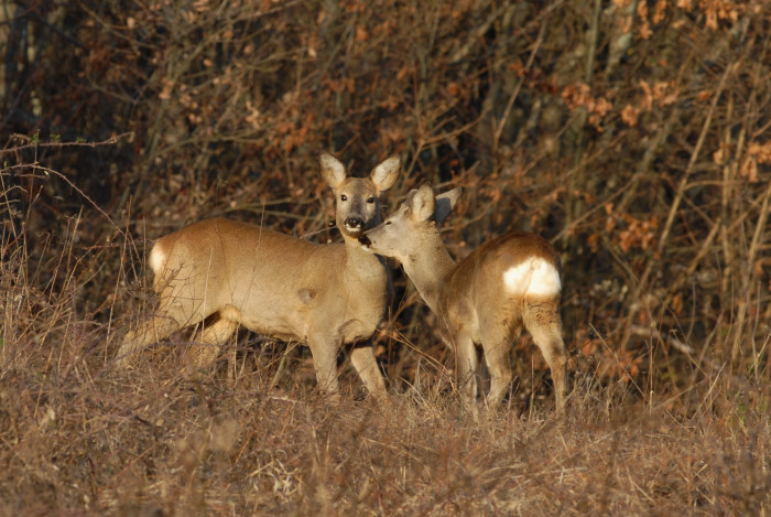 Il Capriolo