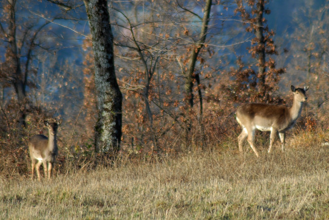 Daino: colorazione del mantello e altro...