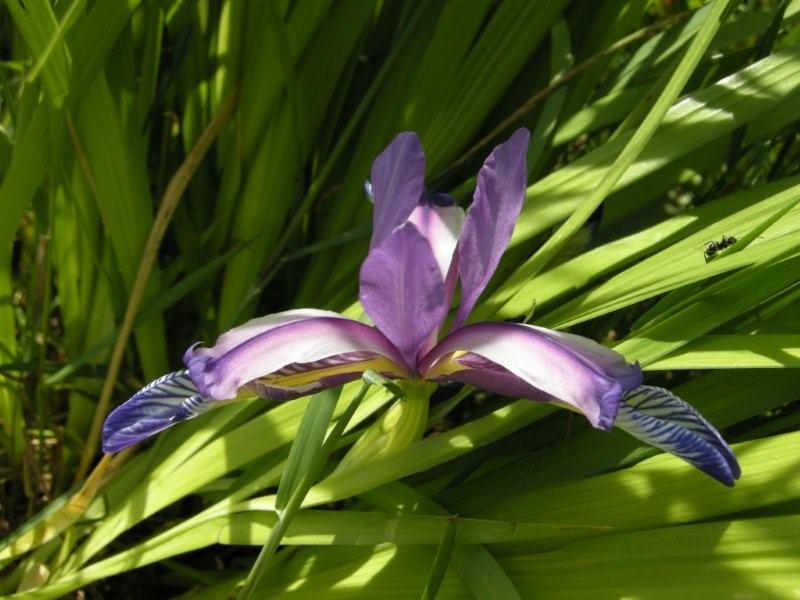 Iris graminea / Giaggiolo susinario