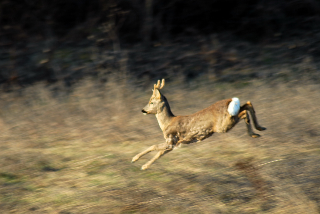 Il Capriolo