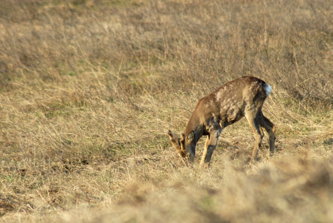 Il Capriolo