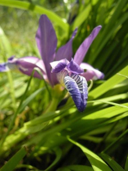 Iris graminea / Giaggiolo susinario