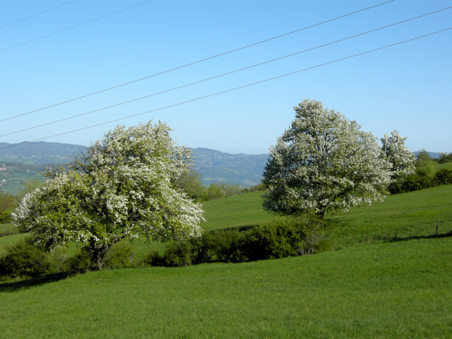 Peri selvatici - Pyrus pyraster