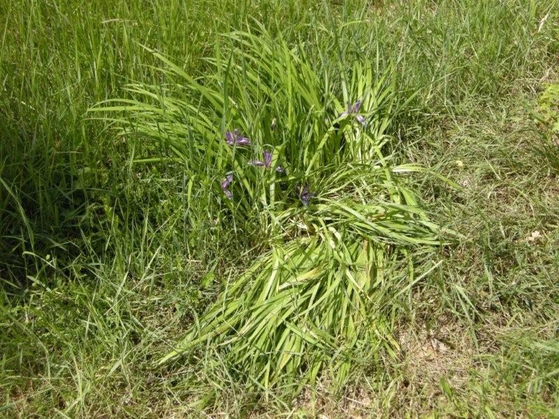 Iris graminea / Giaggiolo susinario