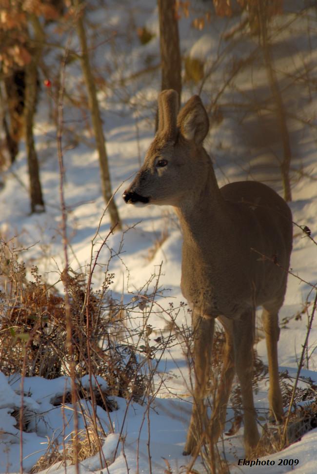 Il Capriolo