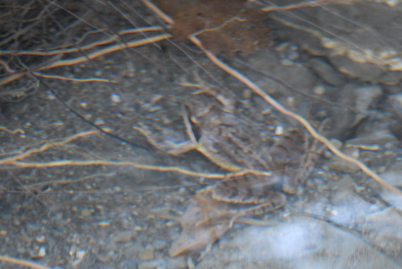 Identificazione rana - Rana dalmatina
