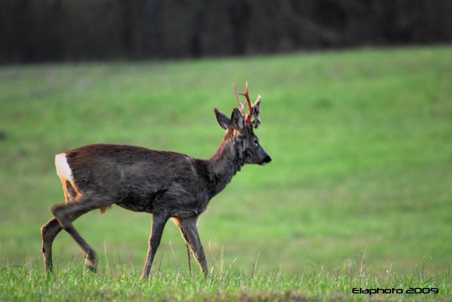 Il Capriolo