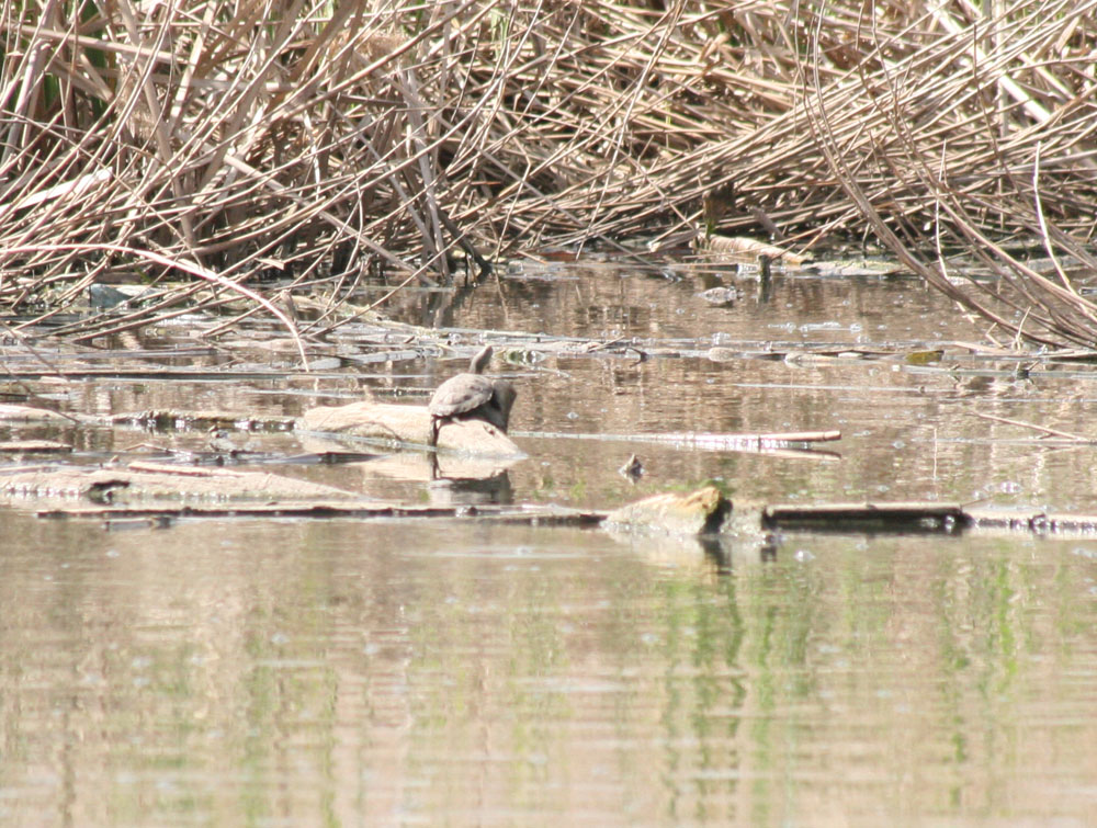 Mauremys leprosa-conferma idenficazione