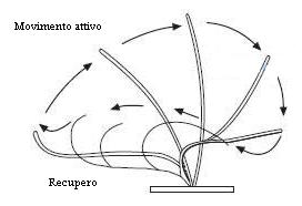 Ciliato Spirotrico del Sottordine Hypotrica