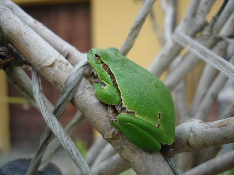 Raganella - Hyla intermedia