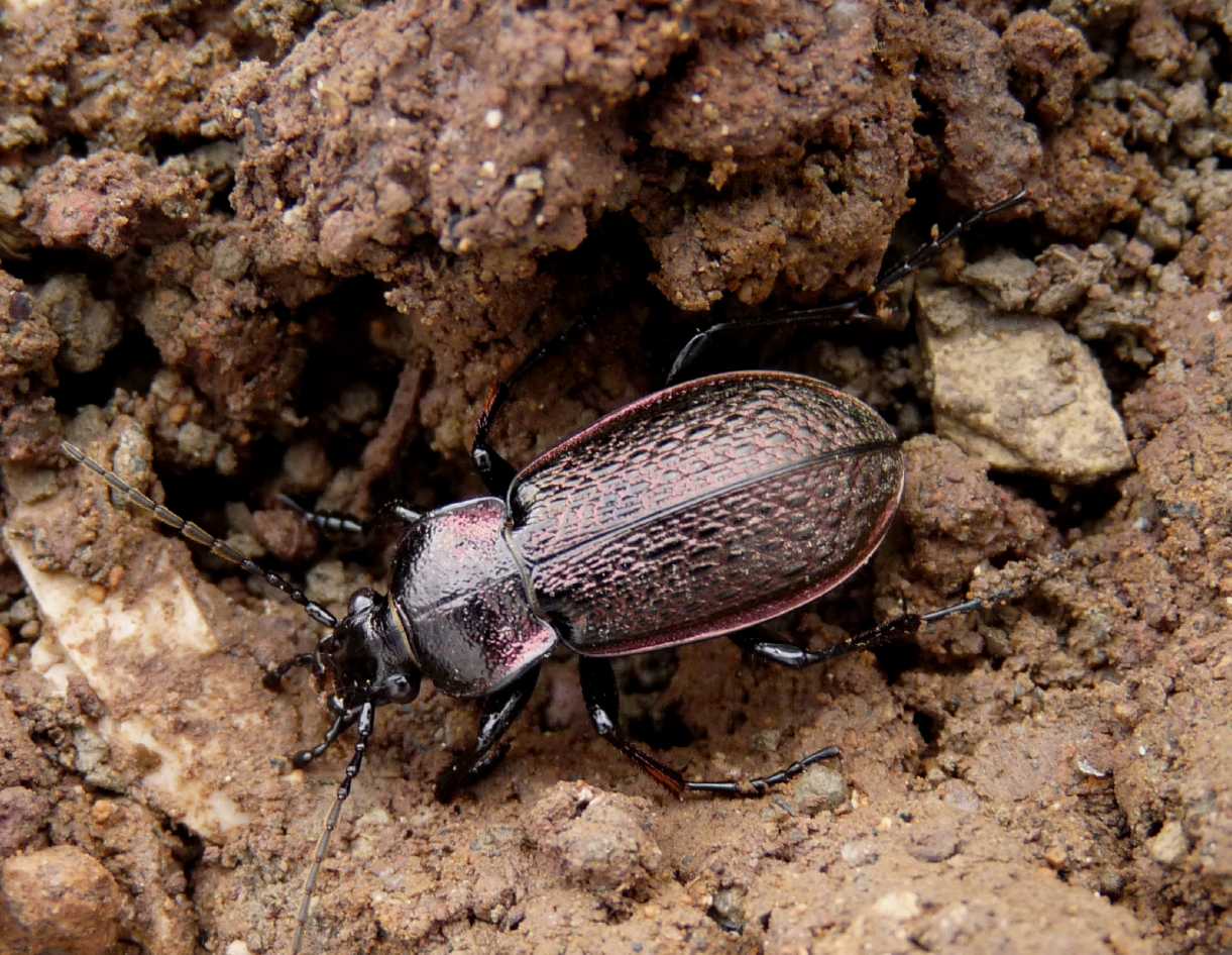 Carabo da determinare: Carabus alysidotus