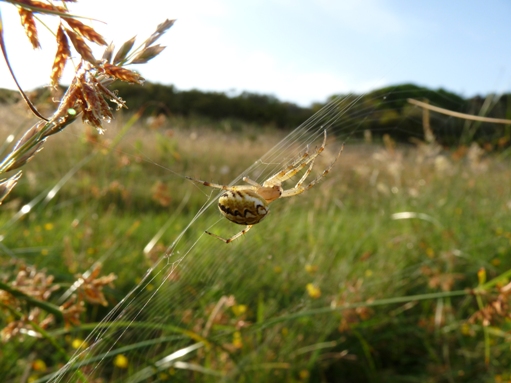 Neoscona sp.