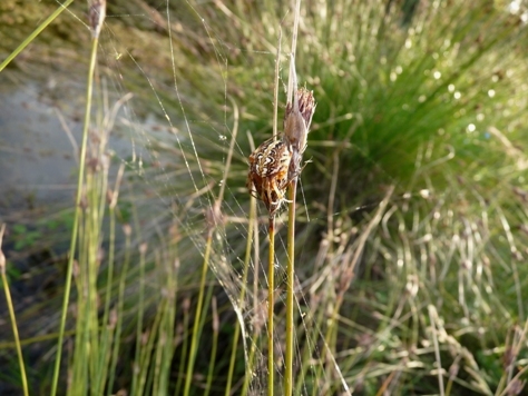 Neoscona sp.