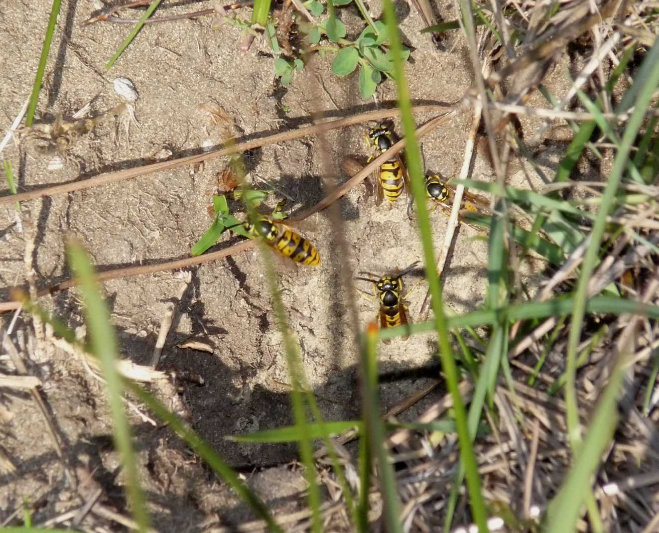 Nido di Vespula e diagnostica tra Germanica e Vulgaris