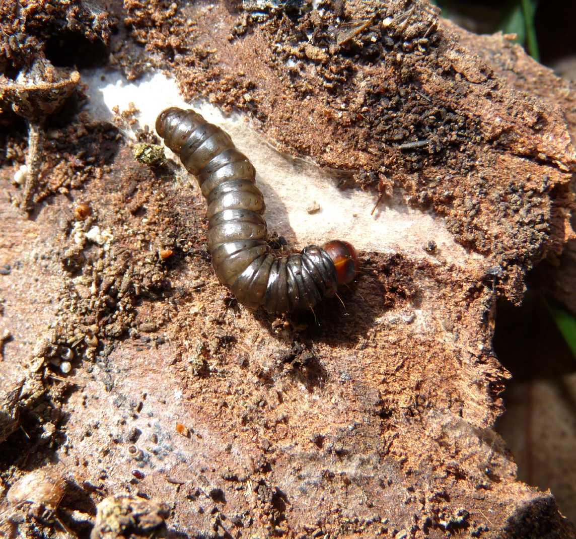 Larva sotto la corteccia