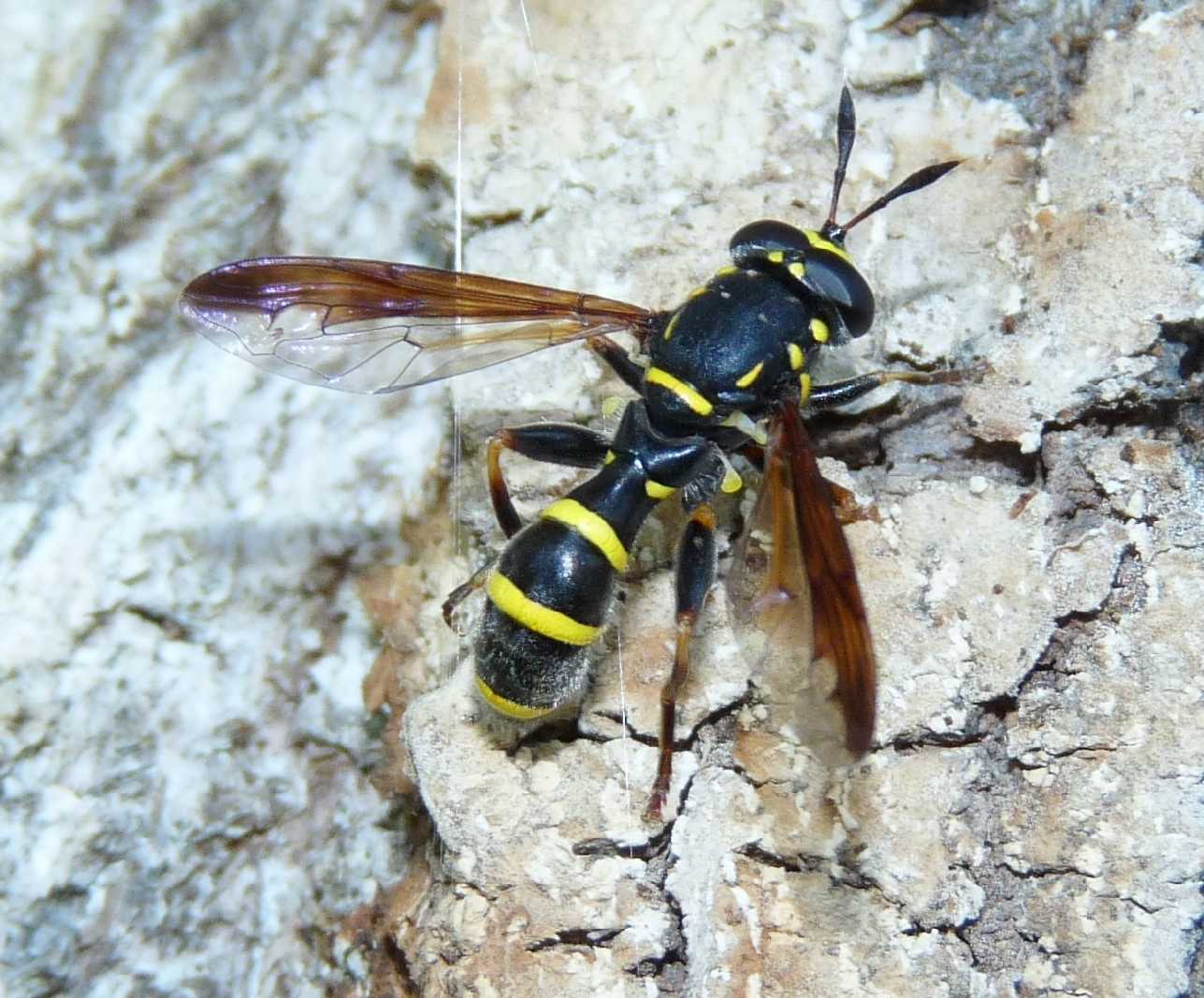 Quiz occhi Sphiximorpha subsessilis ♂ (Syrphidae)