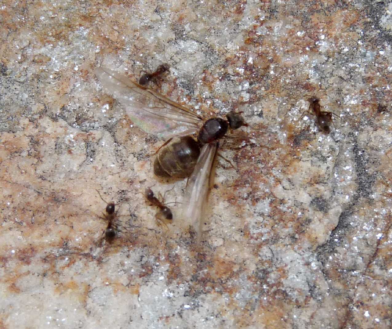 Lasius sp. operaia e regina  (Formicidae)