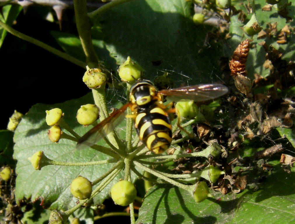 Chrysotoxum sp., (Syrphidae)