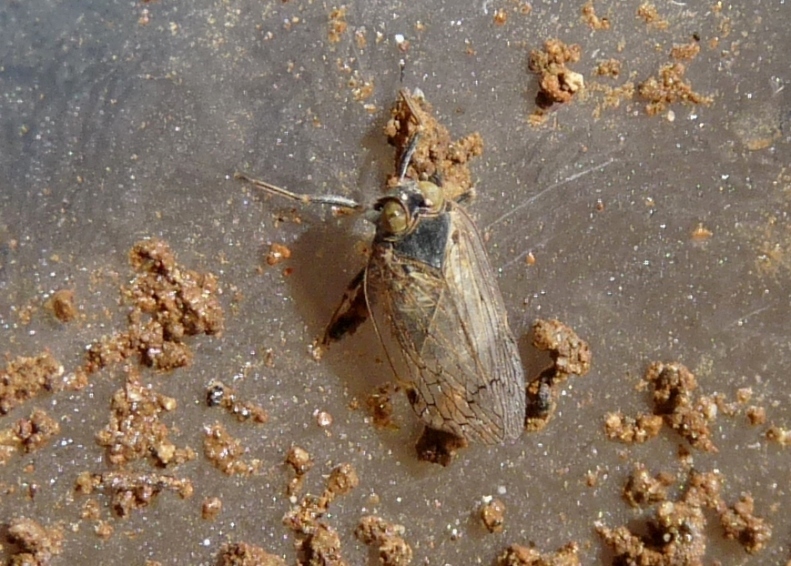 Ospiti delle formiche Myrmica: Cixiidae Reptalus sp.
