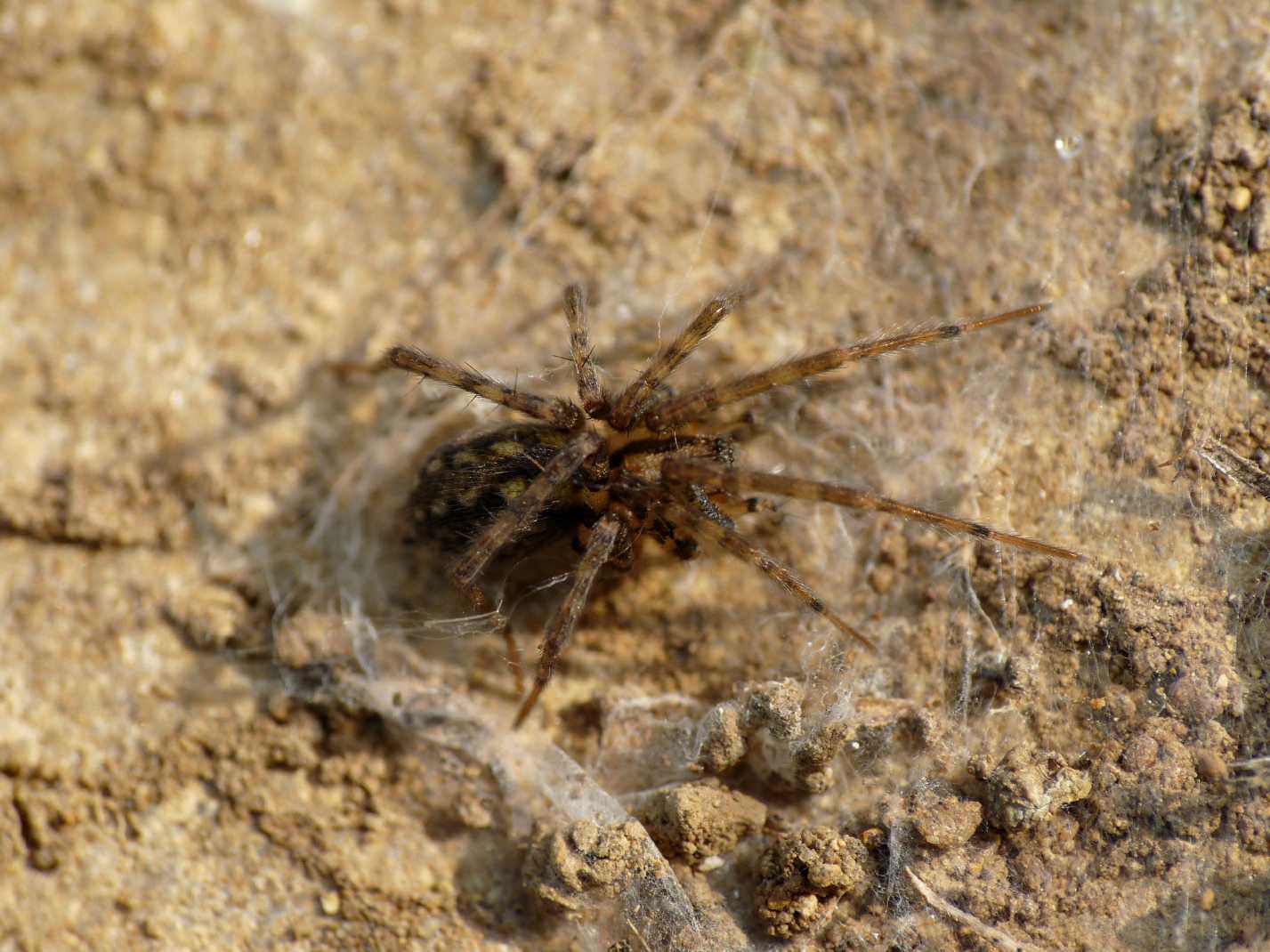 Tegenaria o Malthonica sp.