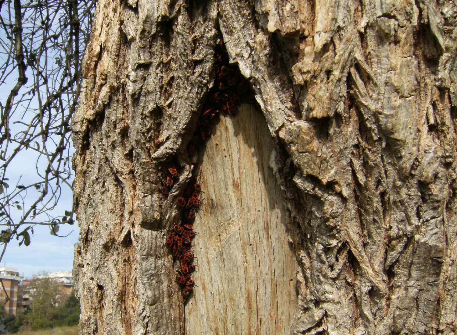 Agglomerazione di Oxycarenus lavaterae