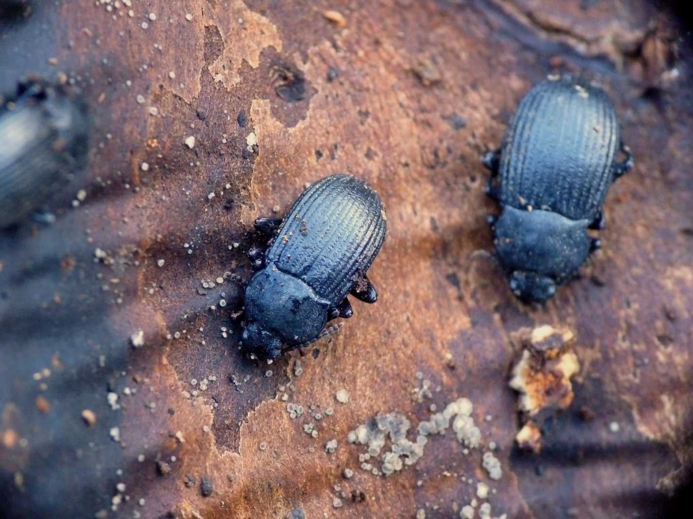 Tenebrionidi sotto la corteccia