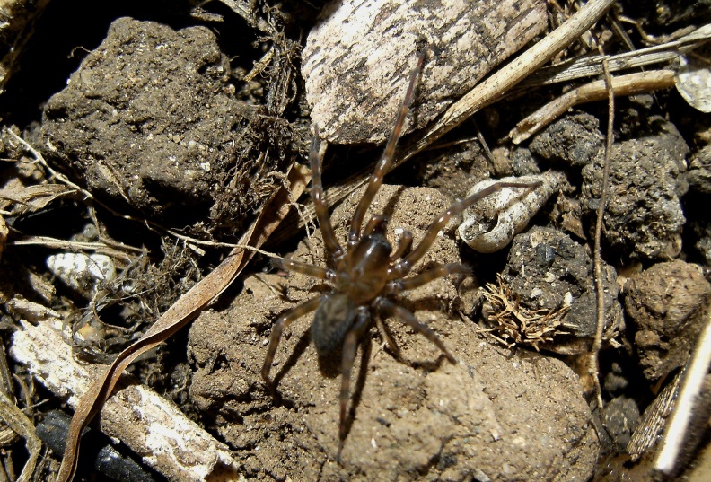 Amaurobius sp.