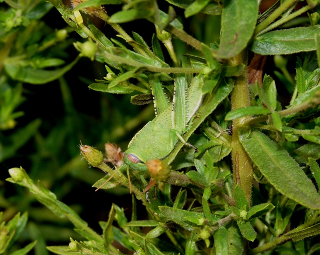 Anacridium aegyptium, accoppiamento