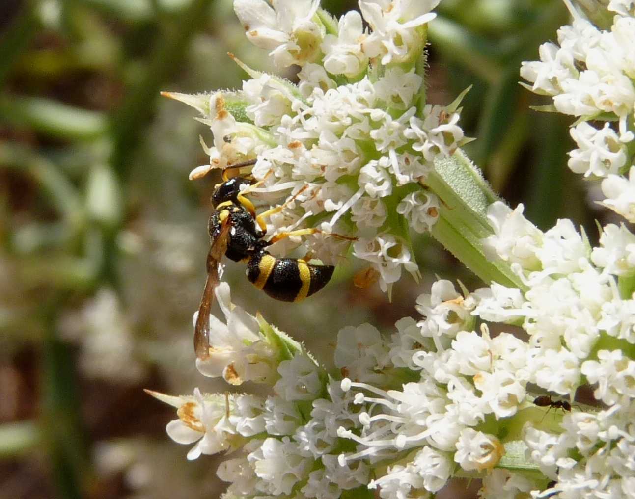 Vespidae Eumeninae, probabile Ancistrocerus sp.