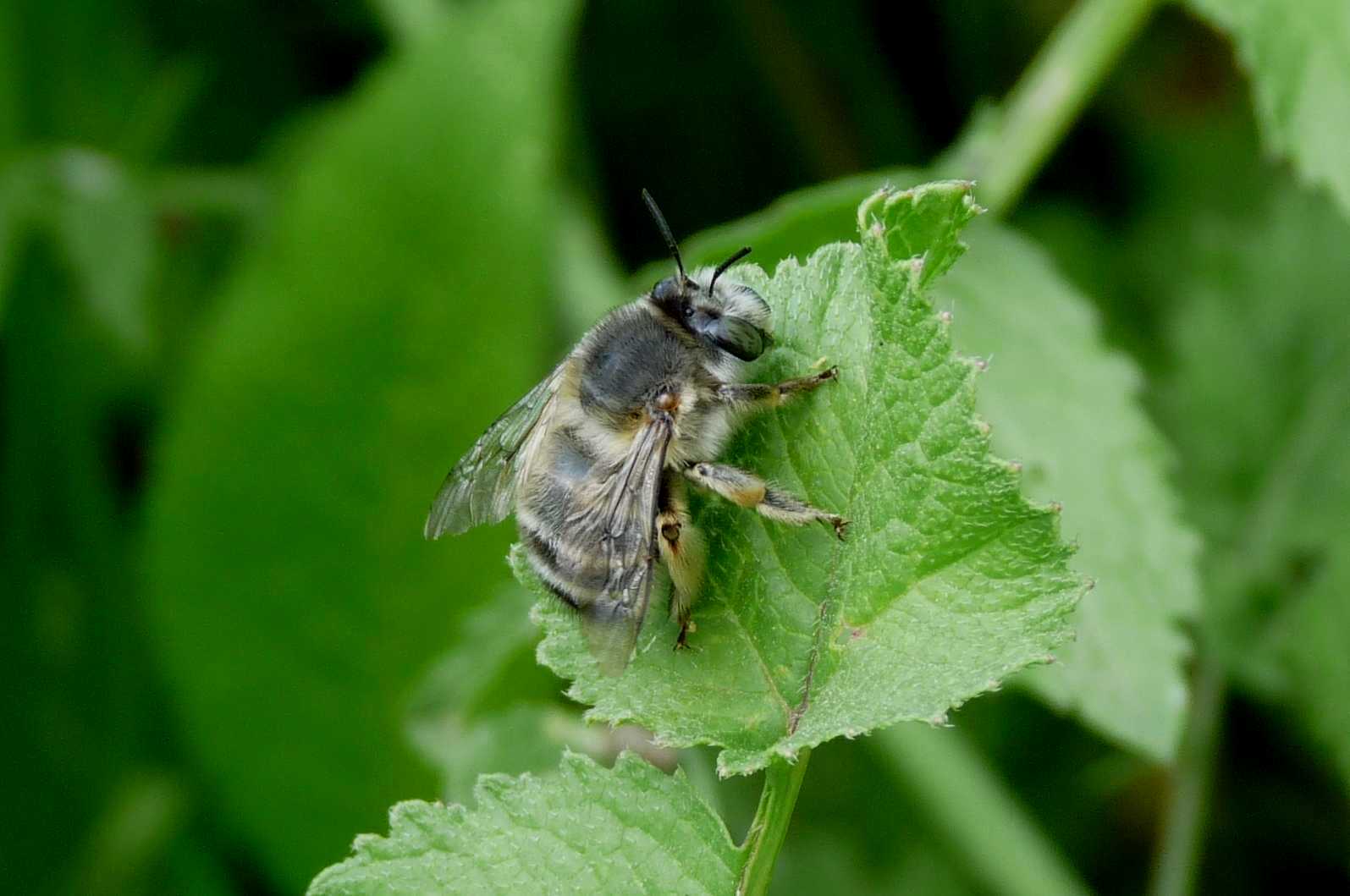 Imenottero nero: Anthophora plumipes femmina