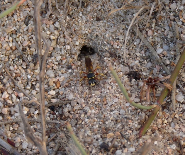 Crabronidae che richiude la tana (Gorytes sp.)