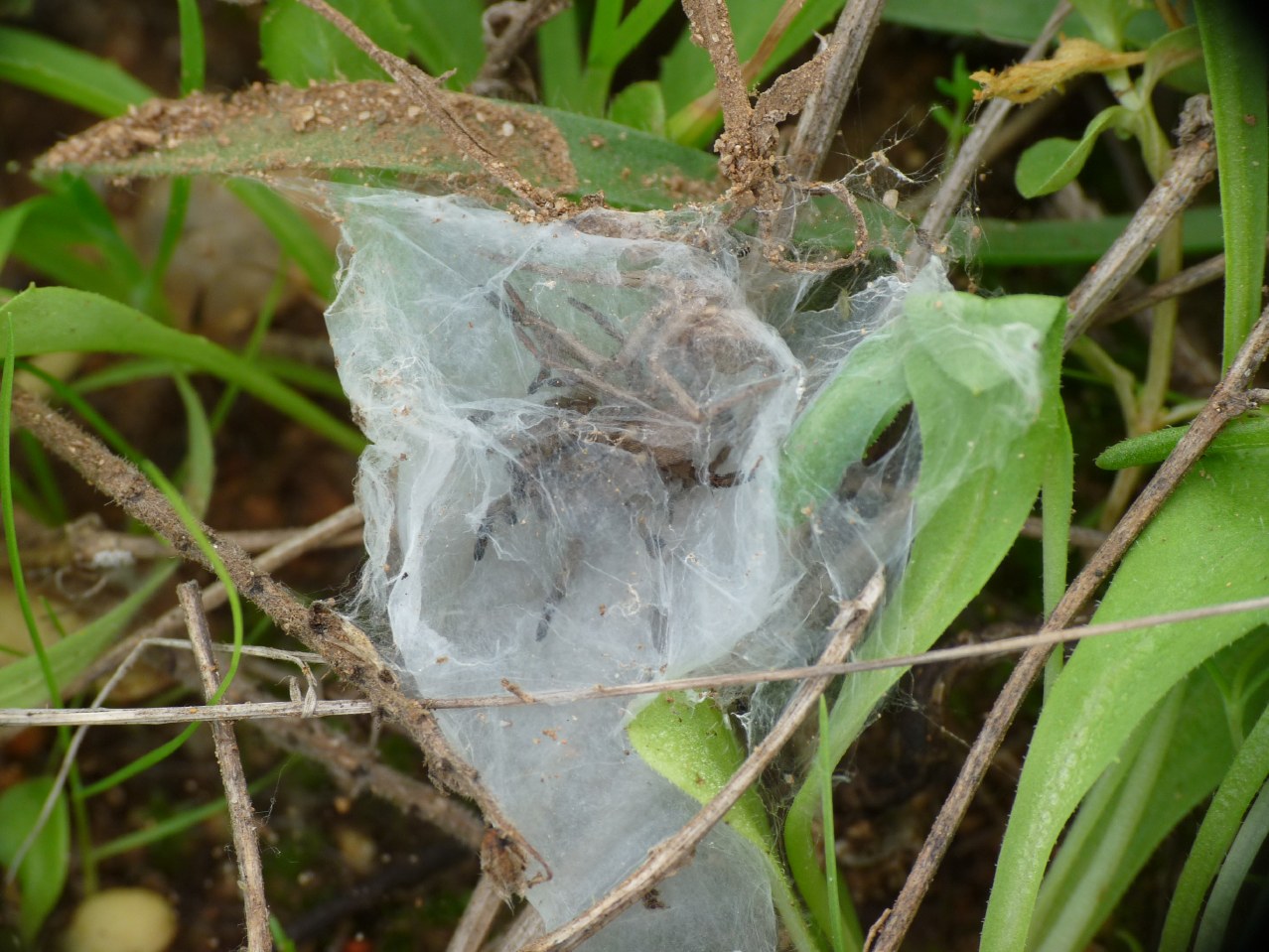 Gnaphosidae nel bozzolo