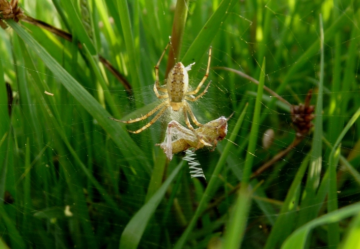 Argiope?