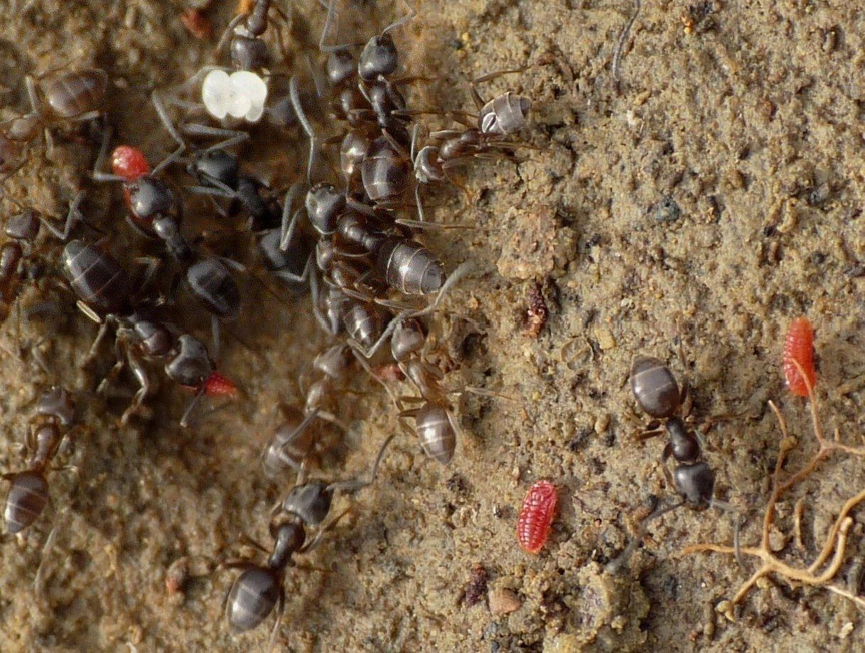 Tapinoma sp. (Formicidae) con ospiti (Coccidi)