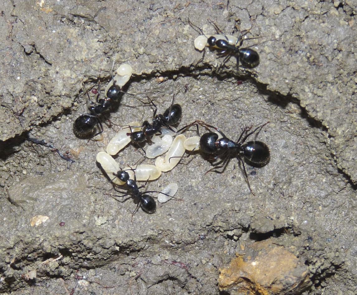 Camponotus aethiops (Formicidae)