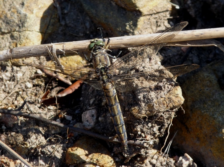 Quiz - Orthetrum