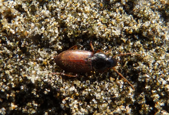 Piccolo Carabidae della spiaggia - Parophonus mendax
