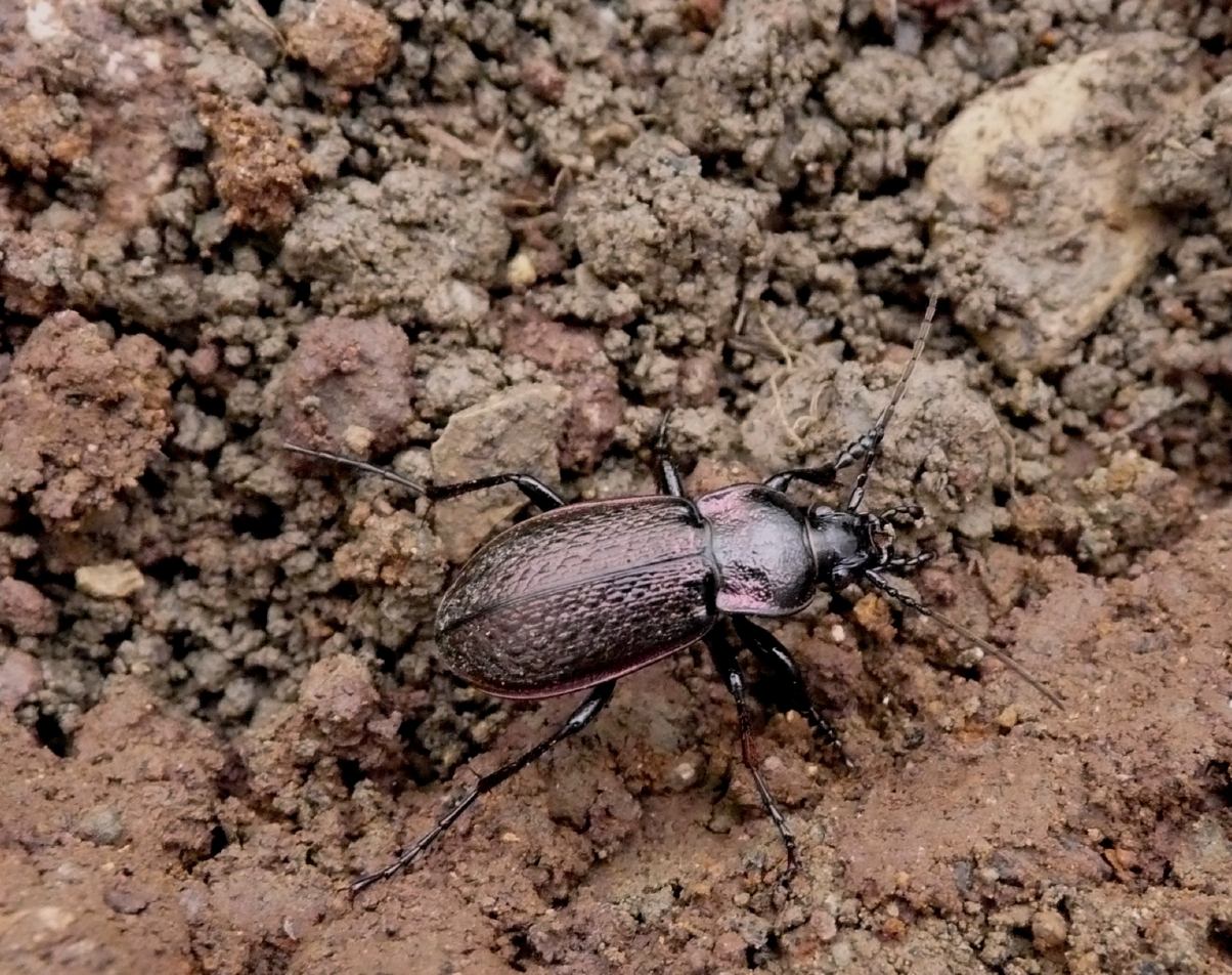 Carabo da determinare: Carabus alysidotus