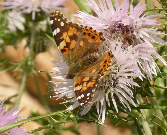 Vanessa cardui, migrazione?