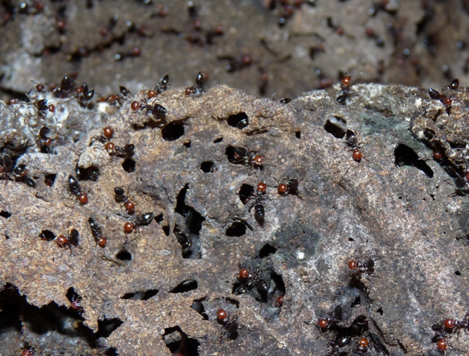 Crematogaster: cosa fanno?