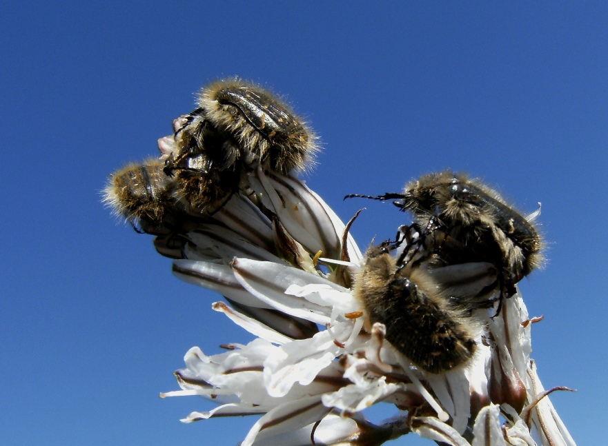 Tropinota squalida