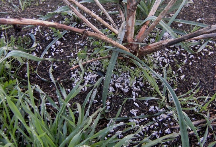 Chioccioline cadute per la pioggia?