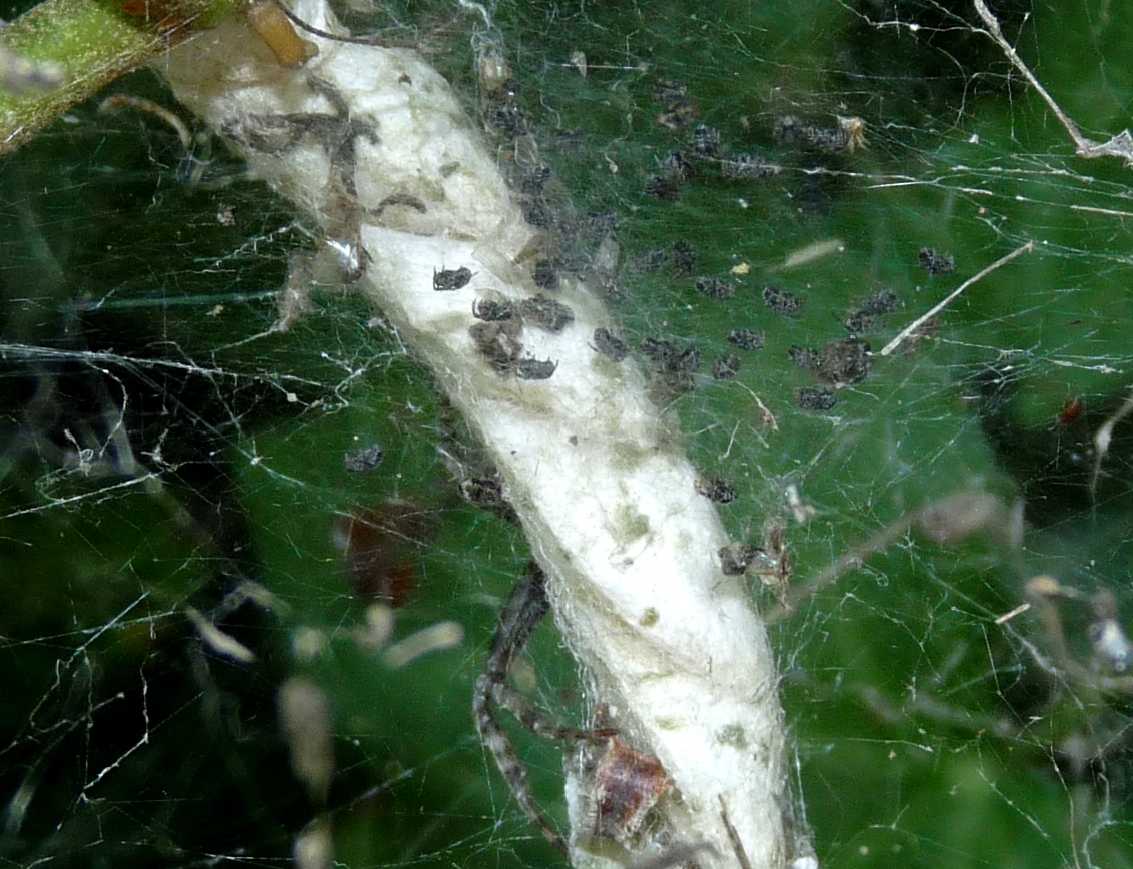 Araneus sp.