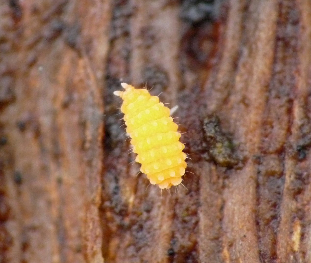 Bilobella aurantiaca (Caroli,1910)