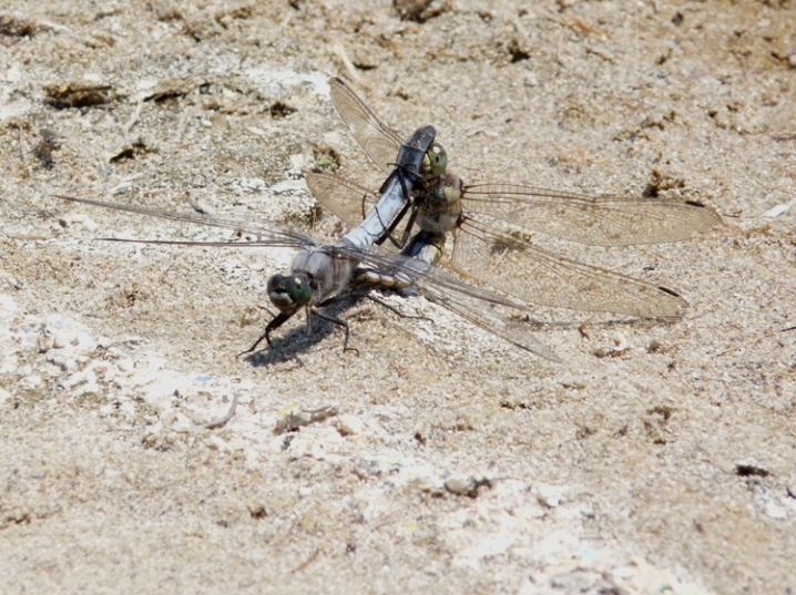 Accoppiamento di Orthetrum cancellatum